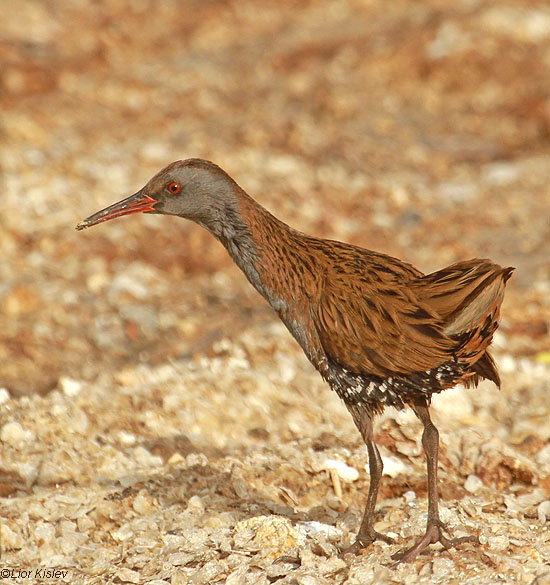 . Water Rail  Rallus aquaticus  ,Tirat Tzvi fish ponds ,Beit Shean valley,   December 2010